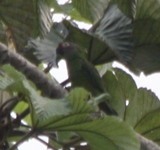 Aratinga weddellii