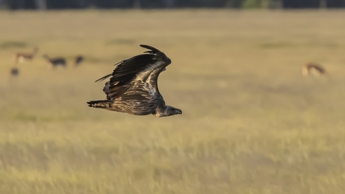 Buitre dorsiblanco africano (Gyps africanus)