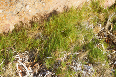 Distichlis distichophylla, photograph (c) Kym Nicolson, some rights reserved (CC BY)