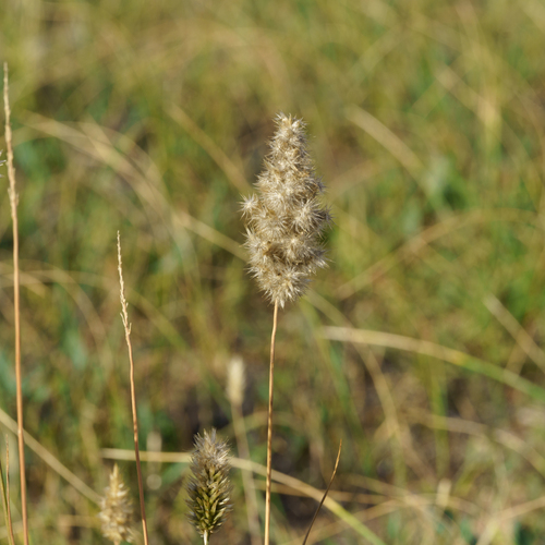 Enneapogon nigricans, photograph 6