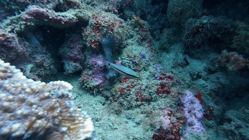 Pristiapogon fraenatus observed 2026-05-17