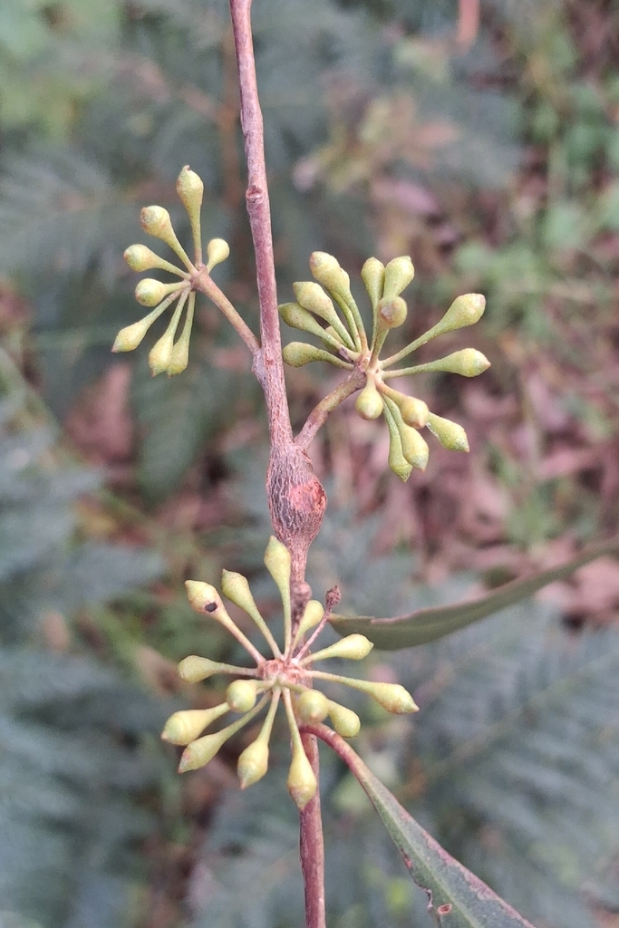 Eucalyptus ornans