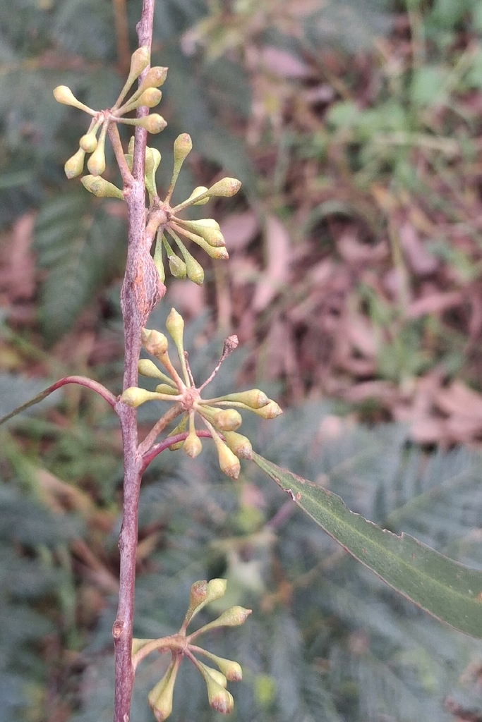 Eucalyptus ornans 2