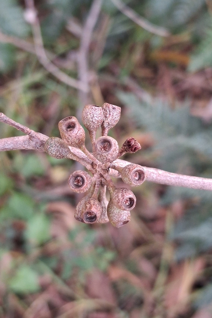 Eucalyptus ornans 3