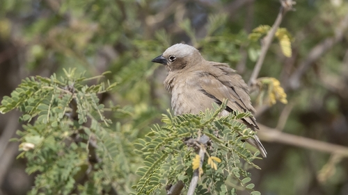 Grey-capped Social Weaver (Pseudonigrita arnaudi), photo 3