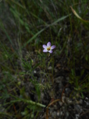 Leptosiphon ambiguus