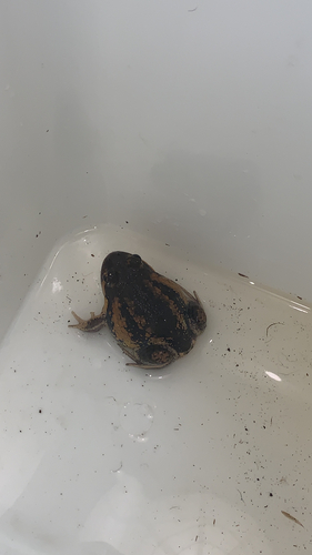Eastern Banjo Frog