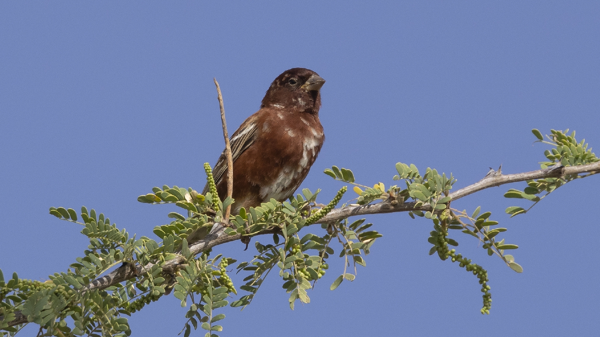 Chestnut Sparrow (Passer eminibey), photo 4