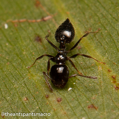 Crematogaster laeviceps
