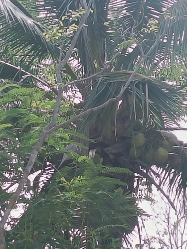 coconut palm