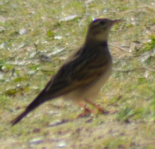 Greater Short-toed Lark (Calandrella brachydactyla), photo 9