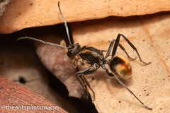 Polyrhachis brisbanensis