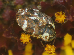 Anthrenus lepidus