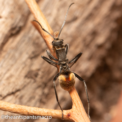 Polyrhachis brisbanensis