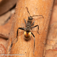 Polyrhachis brisbanensis