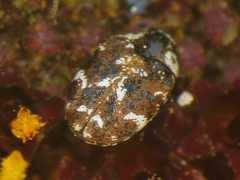 Anthrenus lepidus