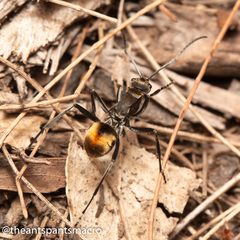 Polyrhachis brisbanensis
