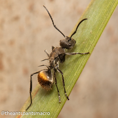 Polyrhachis aurea