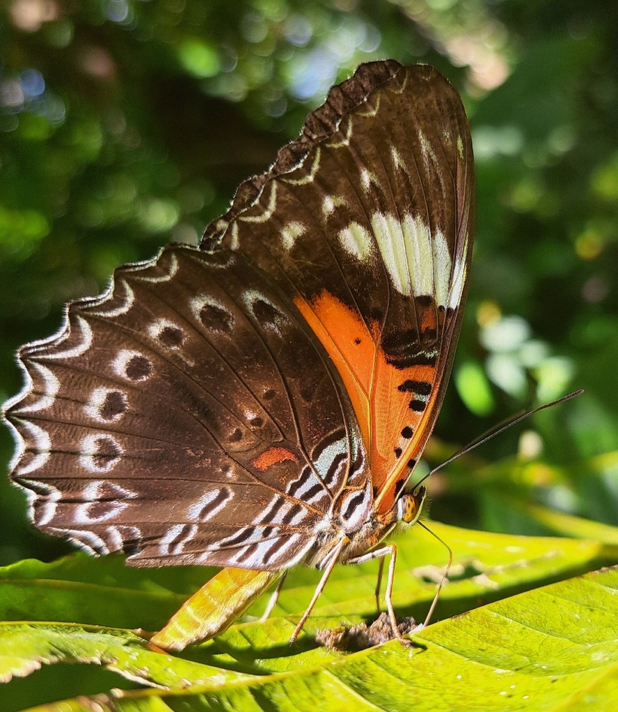 Eastern Red Lacewing Butterfly (Cethosia cydippe)