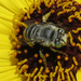 Anthophora curta - Photo (c) C. Mallory, some rights reserved (CC BY-NC), uploaded by C. Mallory