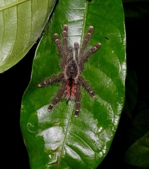 Aviculariinae