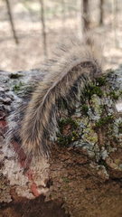 Sciurus carolinensis