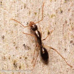 Camponotus elegans