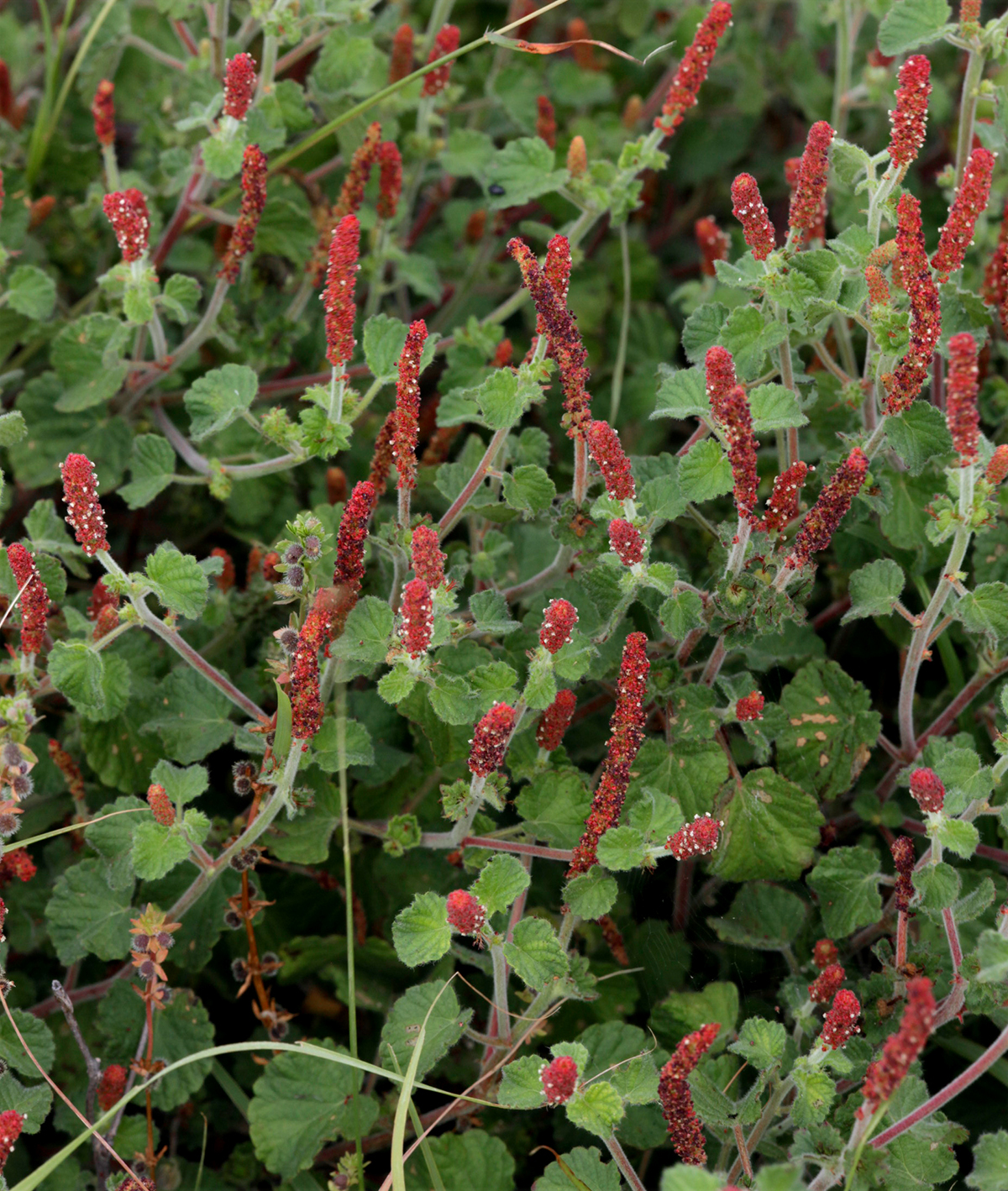 Acalypha monostachya