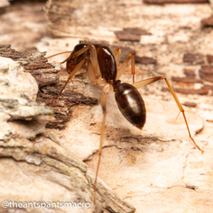 Camponotus elegans