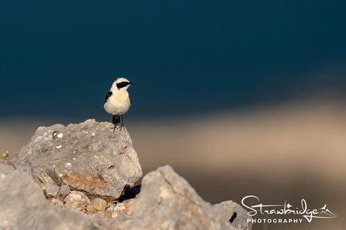 Eastern Black-eared Wheatear