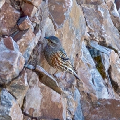 Alpine Accentor