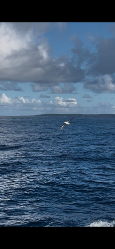 Black-browed Albatross