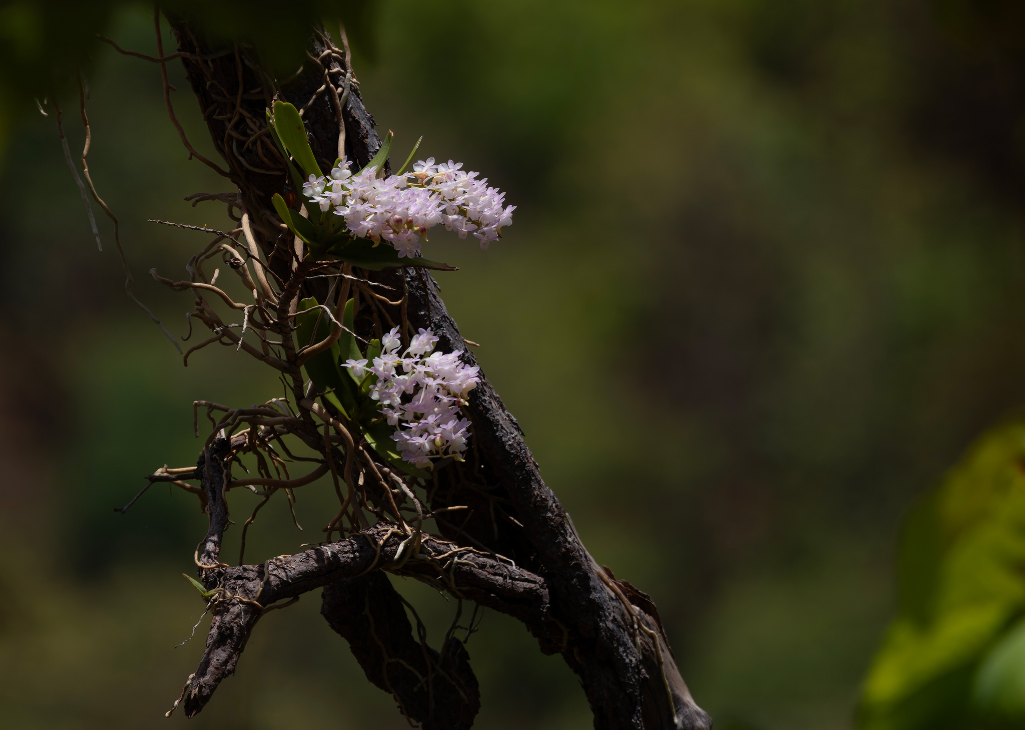 Aerides odorata Lour.