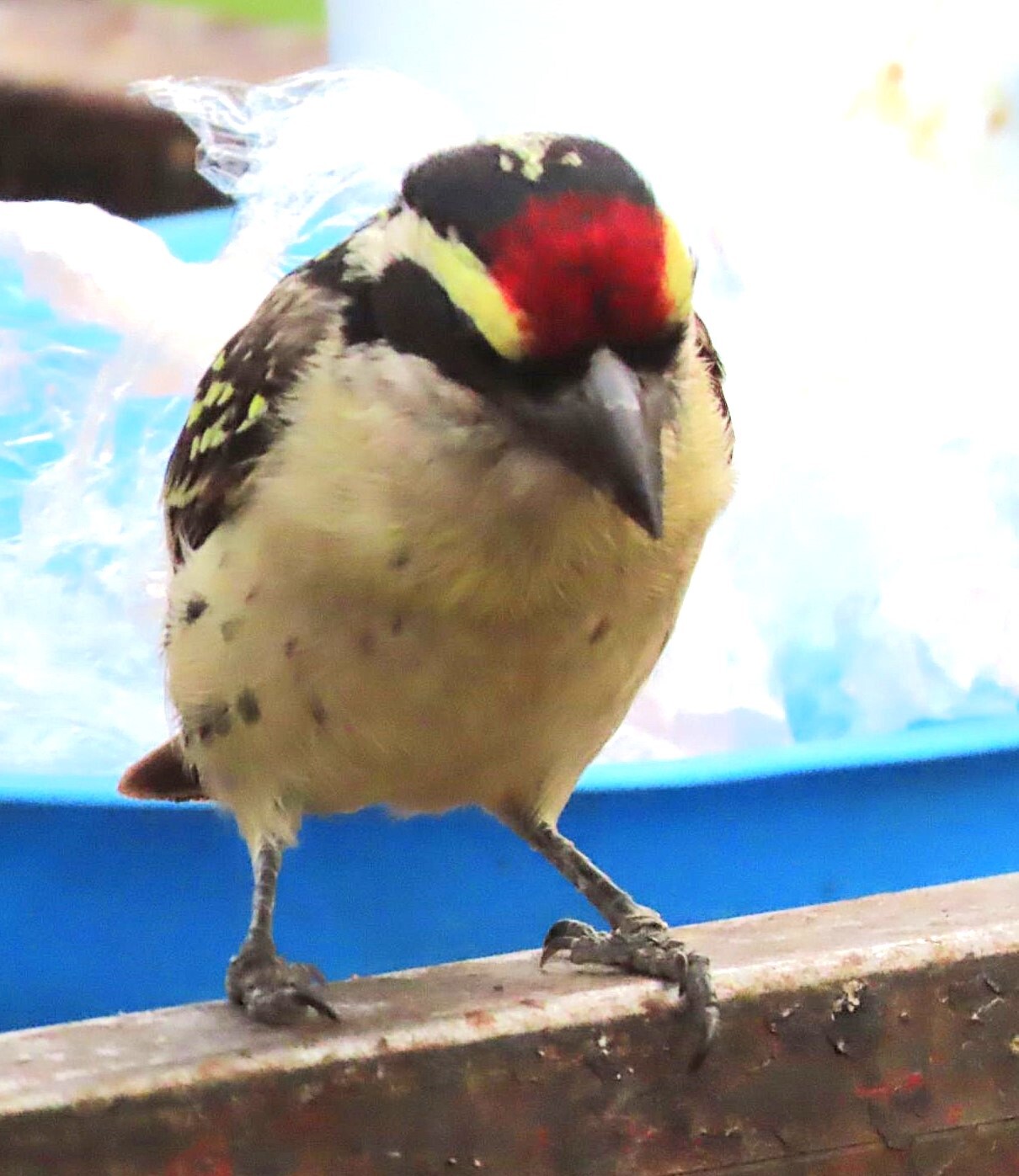 Red-fronted Barbet (Tricholaema diademata), photo 8