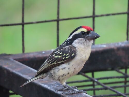 Red-fronted Barbet (Tricholaema diademata)