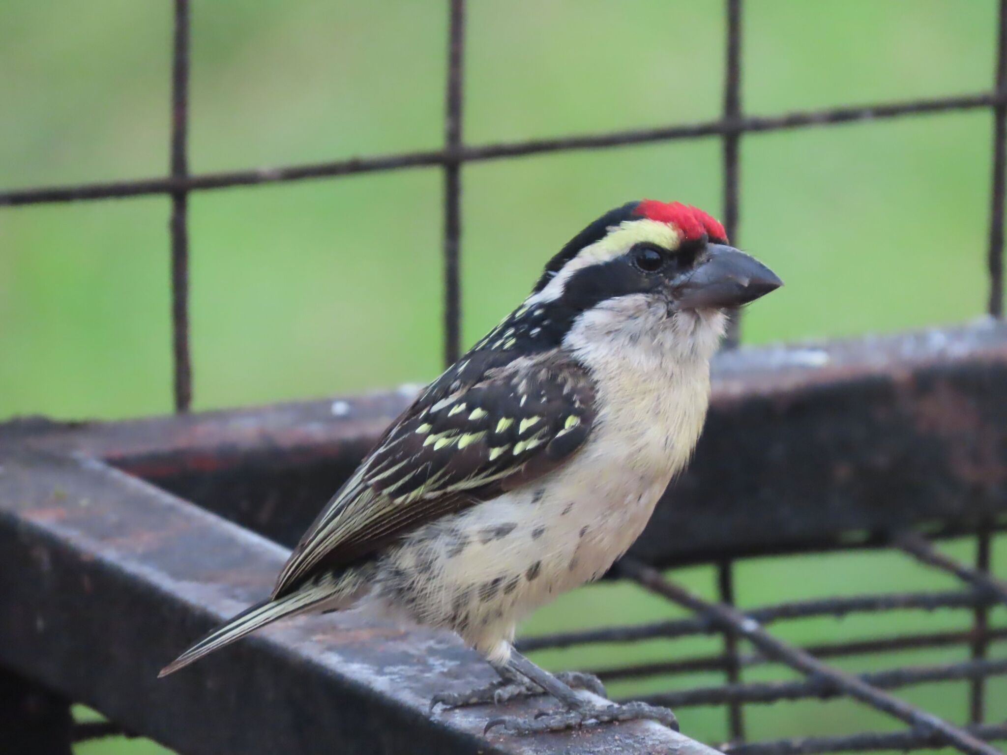 Red-fronted Barbet (Tricholaema diademata), photo 1