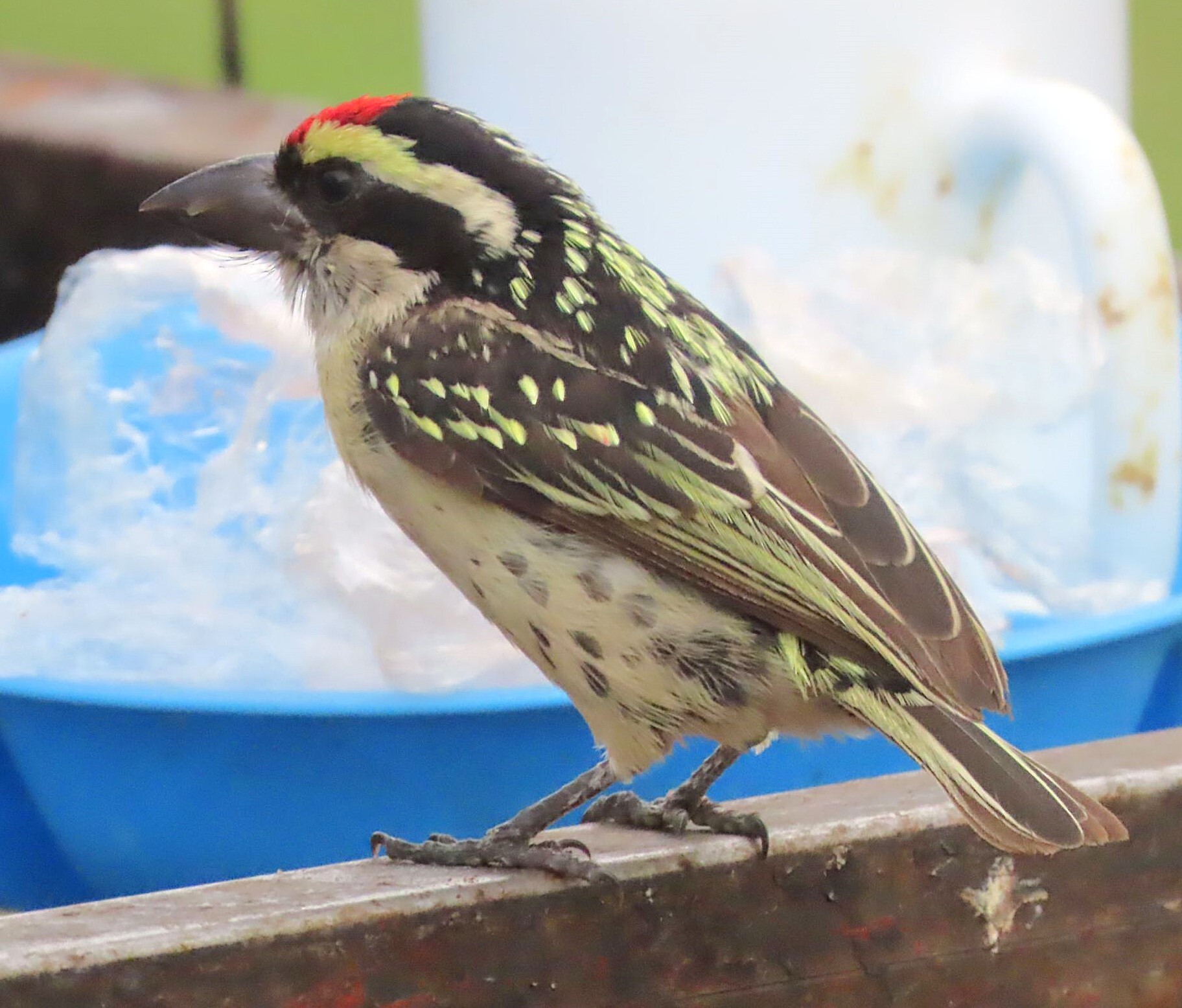 Red-fronted Barbet (Tricholaema diademata), photo 9