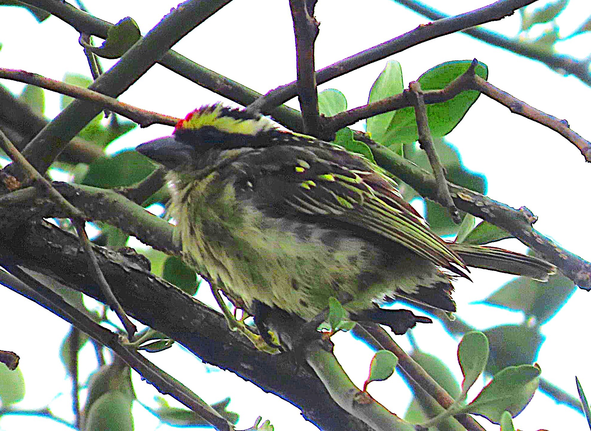 Red-fronted Barbet (Tricholaema diademata), photo 2