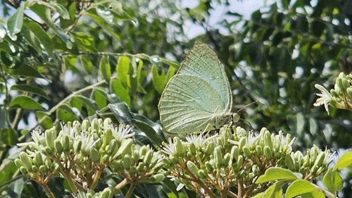 Mottled Emigrant