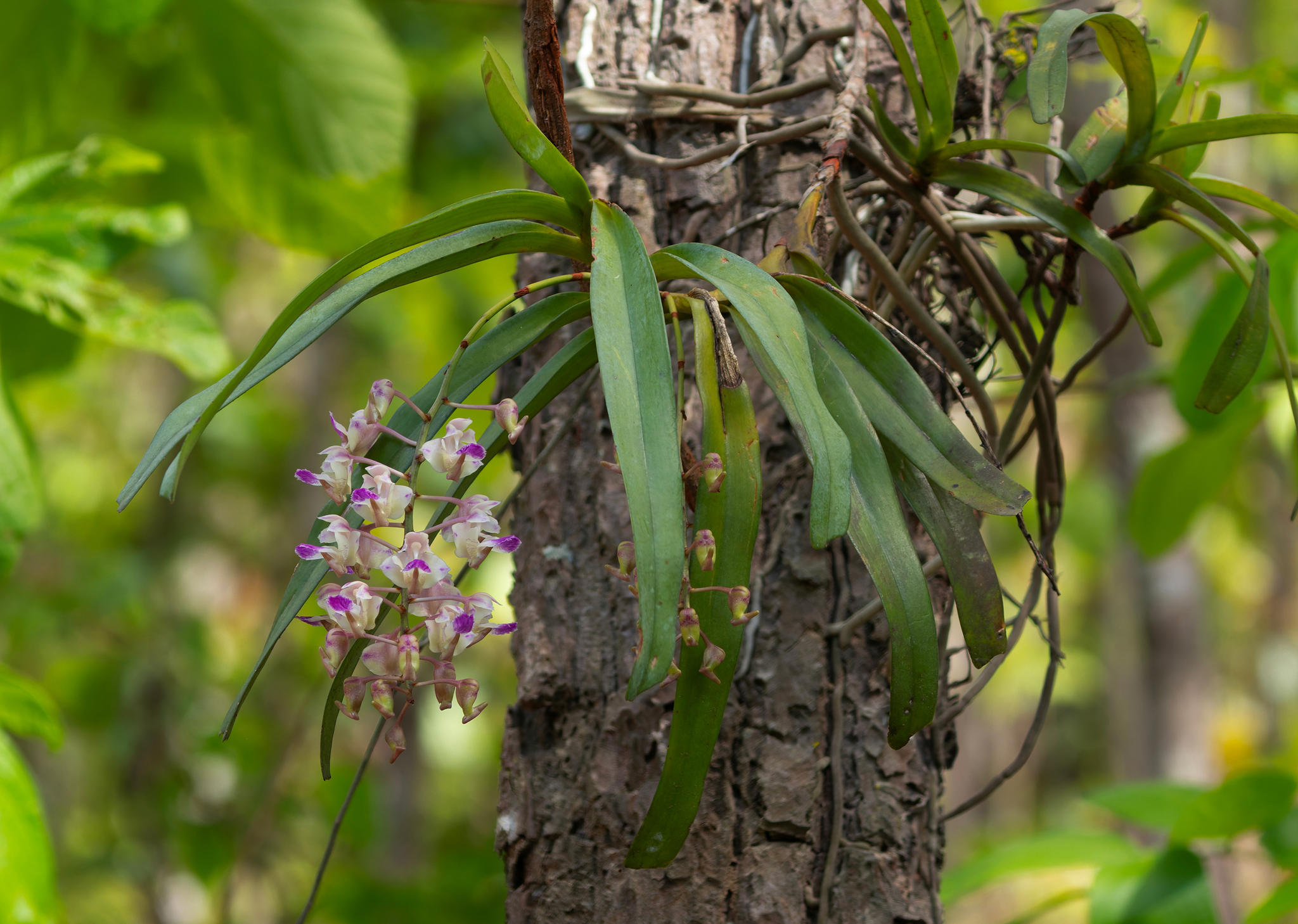 Aerides falcata Lindl. & Paxton