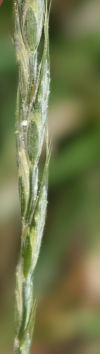 Elymus racemifer iNat (3)
