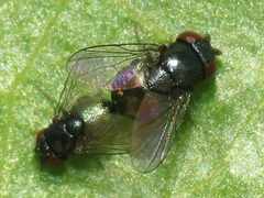 Cryptochetum iceryae