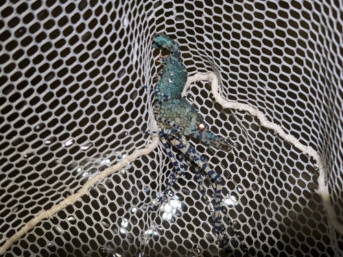 Saron marmoratus observed 2026-05-16