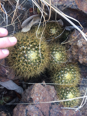 Mammillaria nivosa