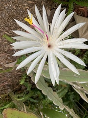 Epiphyllum hookeri