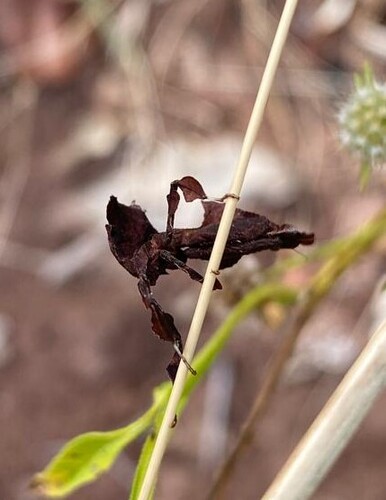 Common Ghost Mantis