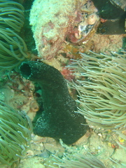 Phallusia fumigata
