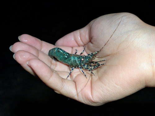 Saron marmoratus observed 2026-05-16