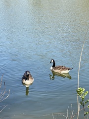 Branta canadensis
