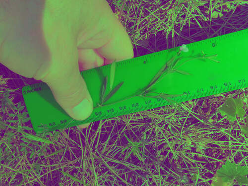 Lathyrus inconspicuus iNat (3)